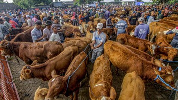 Daftar Harga Sapi Kurban 2025 Jakarta dan Sekitarnya