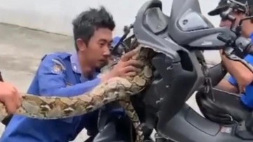 Sanca 4 Meter di Motor Bikin Kaget Warga Tangsel!